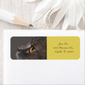 Cat Eye-Macro von Shirley Taylor (Insitu)