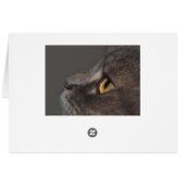 Cat Eye-Macro von Shirley Taylor (Rückseite Horizontal)