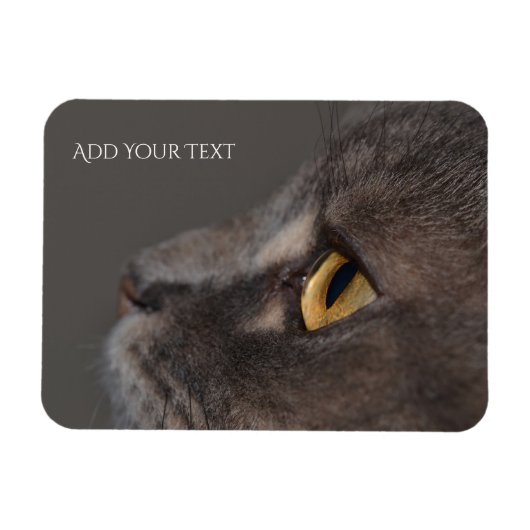 Cat Eye-Macro von Shirley Taylor Magnet (Horizontal)