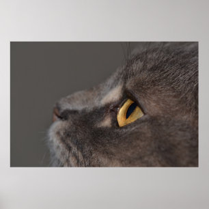 Cat Eye-Macro von Shirley Taylor Poster