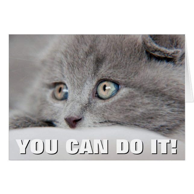 Cat Eyes (Vorderseite (Horizontal))