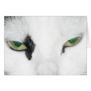 Cat Eyes