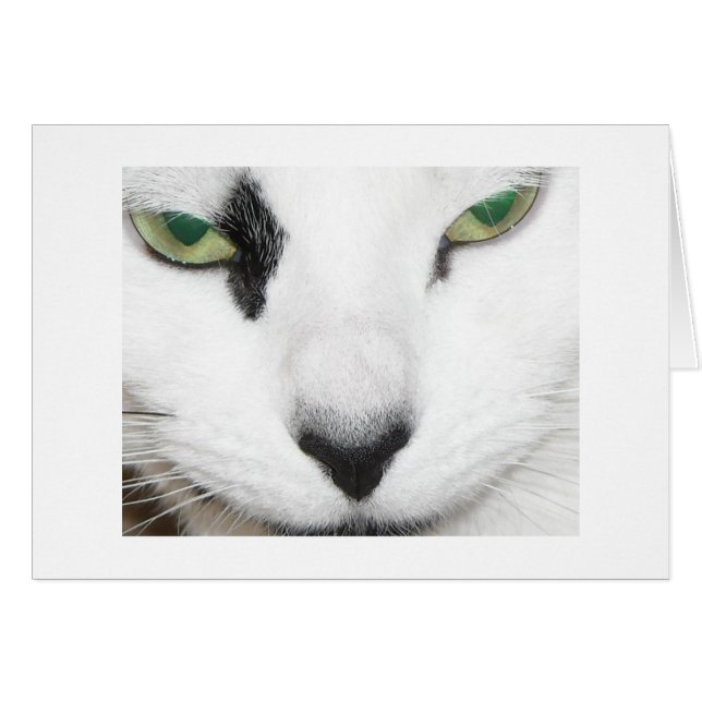 Cat Eyes (Vorderseite (Horizontal))