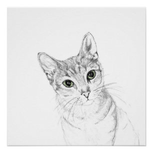 Cat Eyes A Pencil Zeichnend Poster