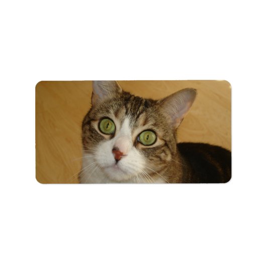 Cat Eyes Adressaufkleber (Vorne)