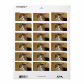 Cat Eyes Adressaufkleber (Vorne)