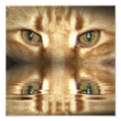 Cat Eyes Fotodruck (Vorne)