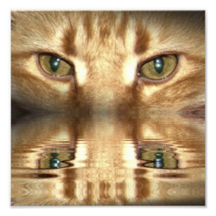 Cat Eyes Fotodruck