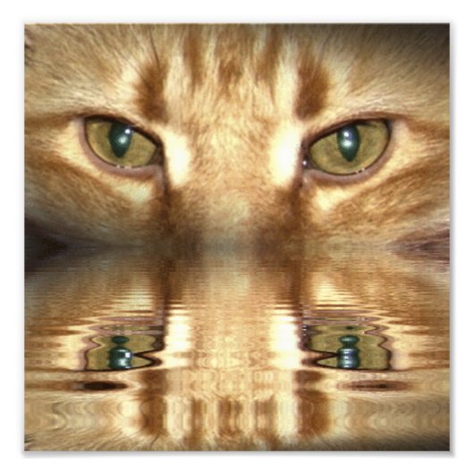 Cat Eyes Fotodruck (Vorne)