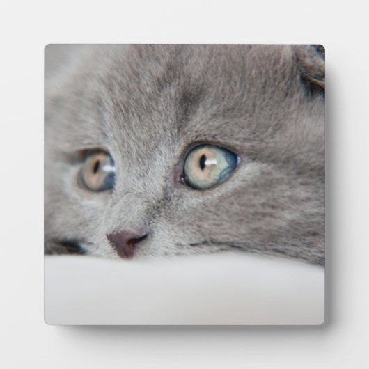 Cat Eyes Fotoplatte (Vorderseite)