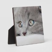Cat Eyes Fotoplatte (Vorderseite)
