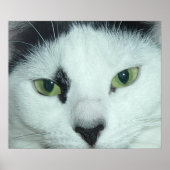 Cat Eyes Poster (Vorne)