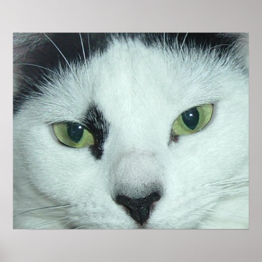 Cat Eyes Poster (Vorne)