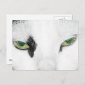 Cat Eyes Postkarte (Vorne/Hinten)
