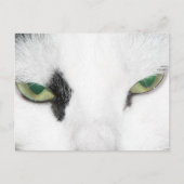 Cat Eyes Postkarte (Vorderseite)