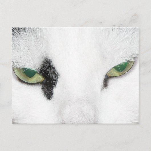 Cat Eyes Postkarte (Vorderseite)
