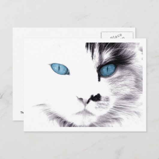Cat Eyes Postkarten (Vorne/Hinten)