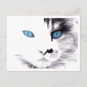 Cat Eyes Postkarten