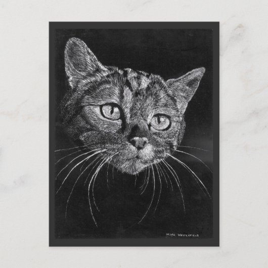 Cat Face Gezeichnet von Mark Edward Westerfield Postkarte (Vorderseite)