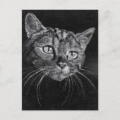 Cat Face Postkarte (Vorderseite)