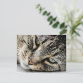 Cat Face Postkarte (Stehend Vorderseite)