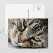 Cat Face Postkarte (Vorne/Hinten)