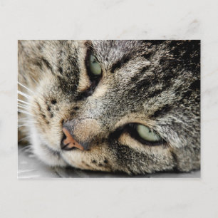 Cat Face Postkarte