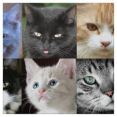 Cat Faces Collage Nähwerkstoff Stoff (Muster)