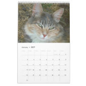 Cat Faces Kalender (Jan 2027)