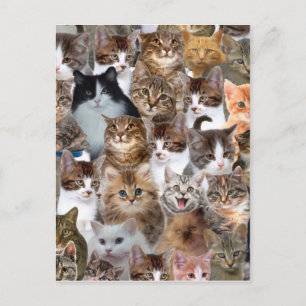 Cat Faces Pattern Postkarte