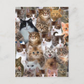 Cat Faces Pattern Postkarte (Vorderseite)
