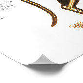 Cat Feline Skeletal Anatomie Poster (Ecke)