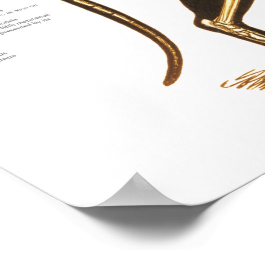 Cat Feline Skeletal Anatomie Poster (Ecke)