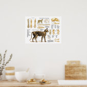 Cat Feline Skeletal Anatomie Poster (Küche)