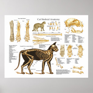 Cat Feline Skeletal Anatomie Poster