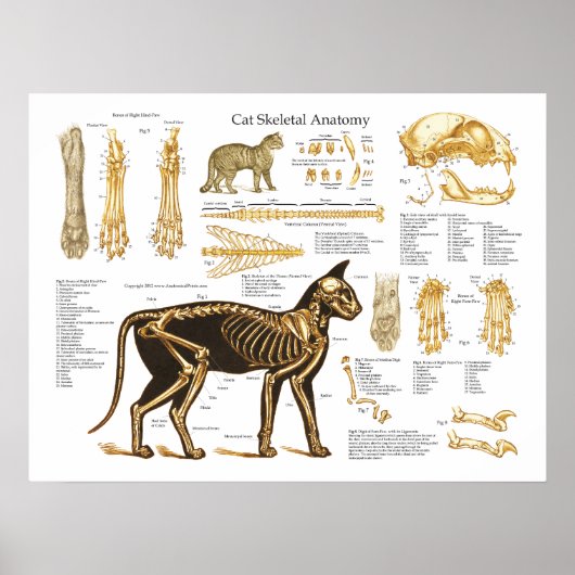 Cat Feline Skeletal Anatomie Poster (Vorne)