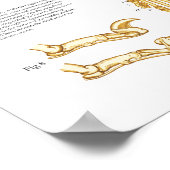 Cat Feline Skeletal Anatomy Poster 24" X 36" (Ecke)