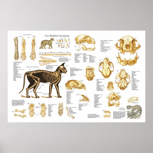Cat Feline Skeletal Anatomy Poster 24" X 36" (Vorne)