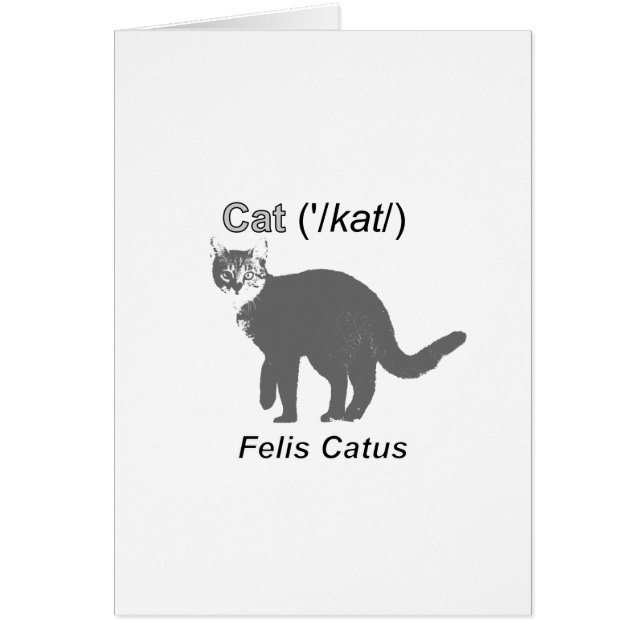 Cat Felis Catus (Vorne)