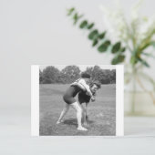 Cat Fight, early 1900s Postkarte (Stehend Vorderseite)