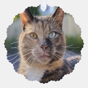 Cat-Foto anpassen hinzufügen Ornament Karte