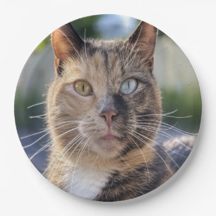 Cat-Foto anpassen hinzufügen Pappteller