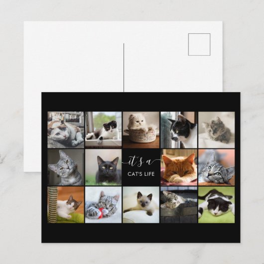 Cat Foto Collage Postkarte (Vorne/Hinten)