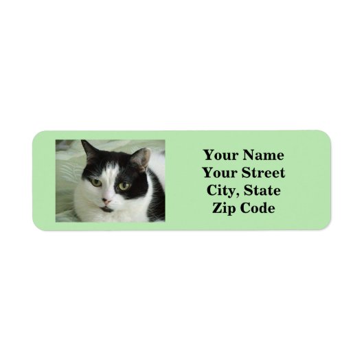 Cat Foto Green (Vorne)