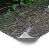 Cat Foto Poster (Ecke)