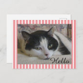 Cat Foto Postkarte (Vorne/Hinten)