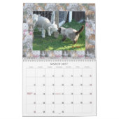 CAT-FREUNDE AUS DEM INTERNET KALENDER (Mär 2027)