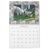 CAT-FREUNDE AUS DEM INTERNET KALENDER (Mär 2026)