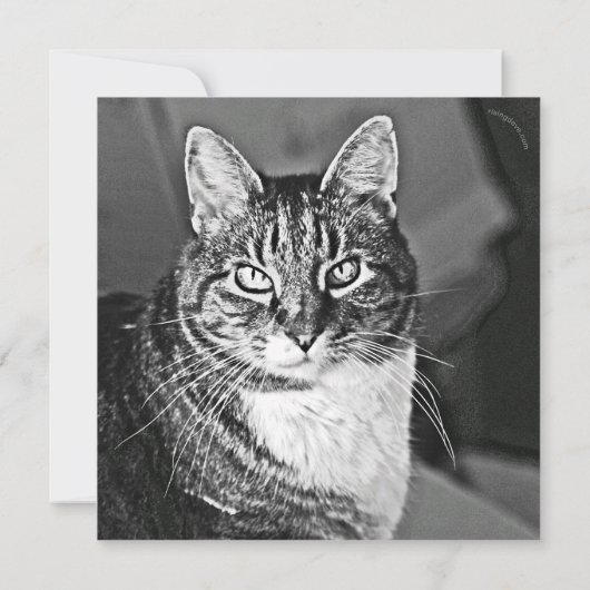 Cat Graphics von Miriam Kilmer, risingdove.com (Rückseite)