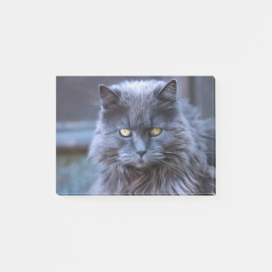 Cat Gray Eyes Cat's Eyes Gray Cat Fur Furry Post-it Klebezettel